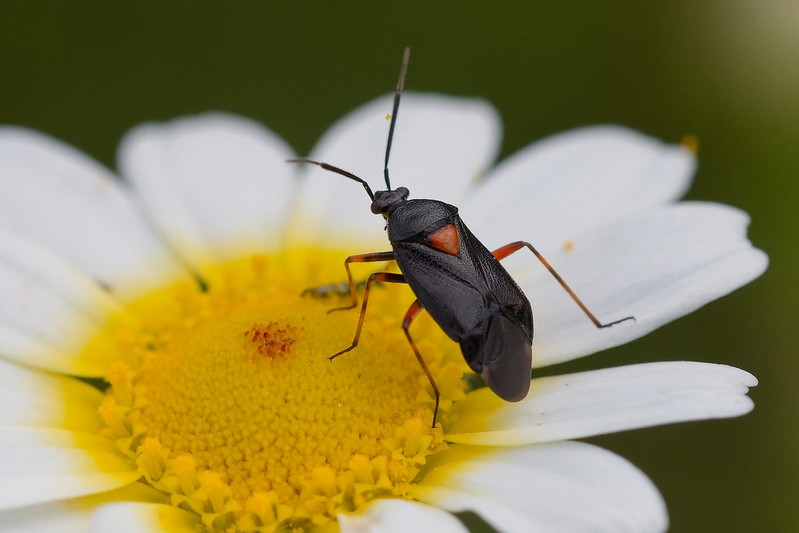 30 Deraeocoris ribauti.jpg